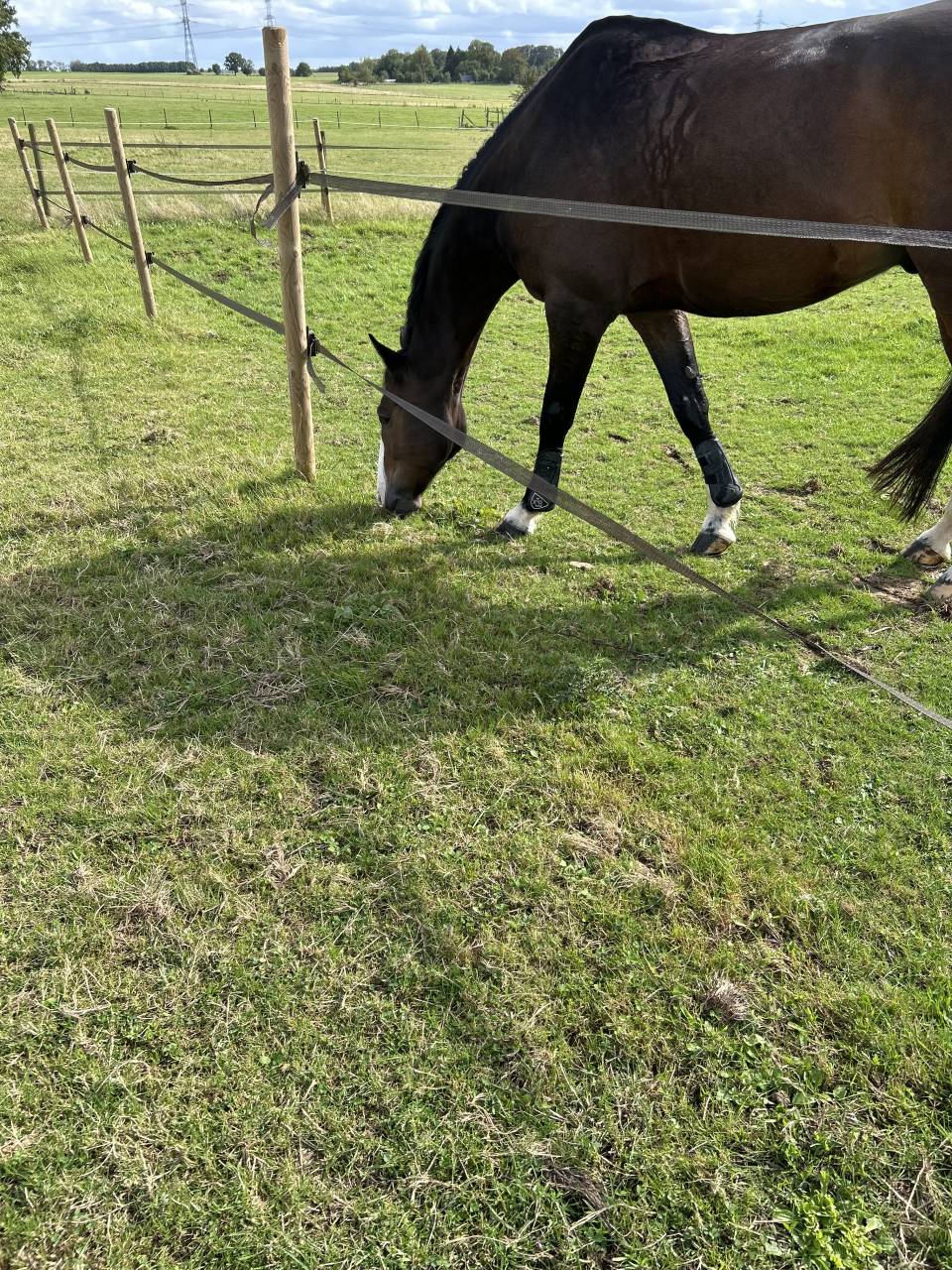 Castrone Sella Francese In vendita 2015 Baio scuro ,  IDEAL DE LA LOGE