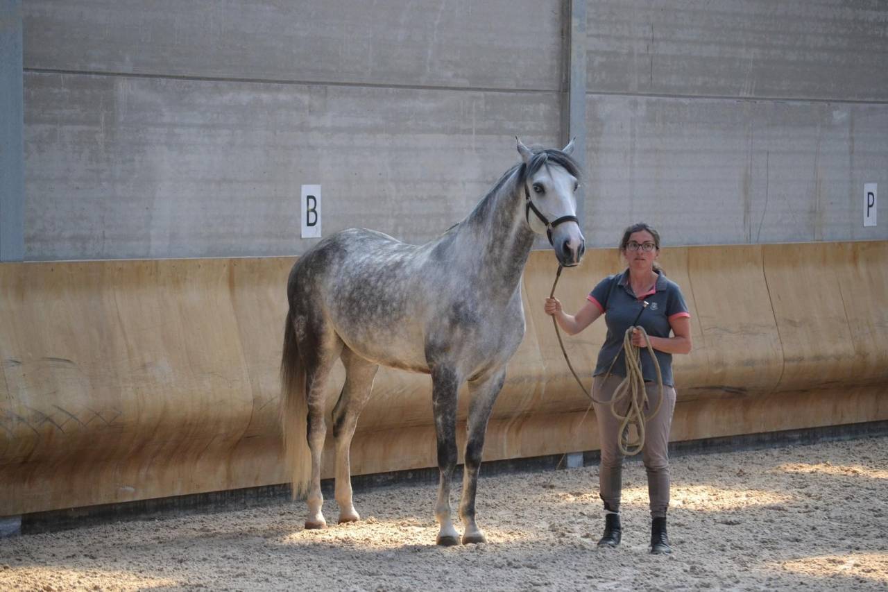 Castrone Lusitano In vendita 2018 Bianco ,  ELDORADO DA BROA