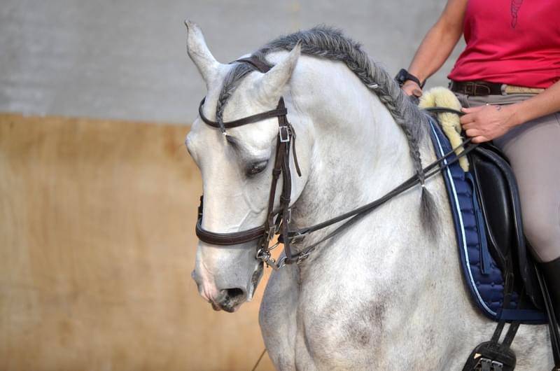 Castrone Lusitano In vendita 2018 Bianco ,  ELDORADO DA BROA