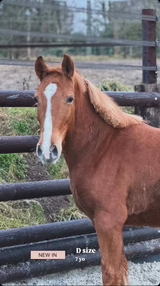 Cavalla Origine Non Constatata In vendita 2019 Sauro