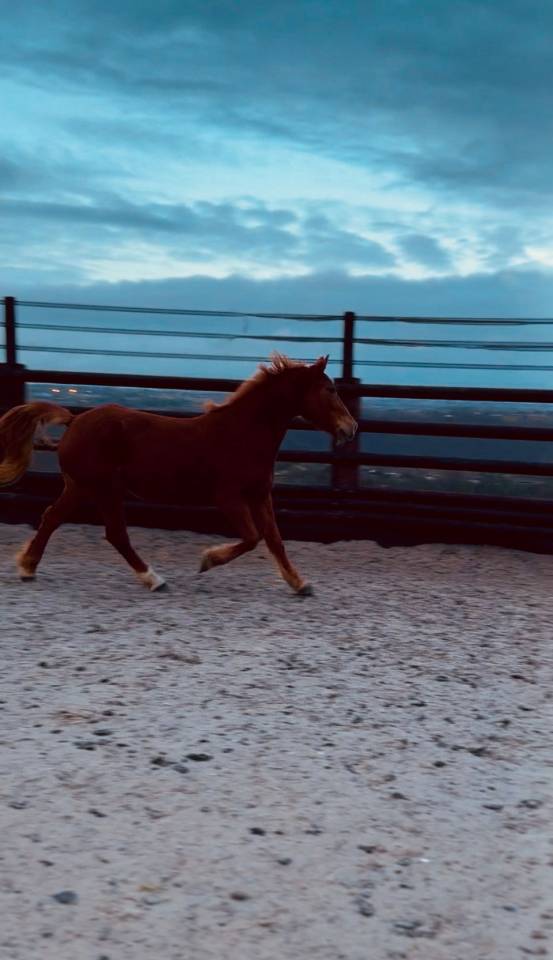 Cavalla Origine Non Constatata In vendita 2019 Sauro