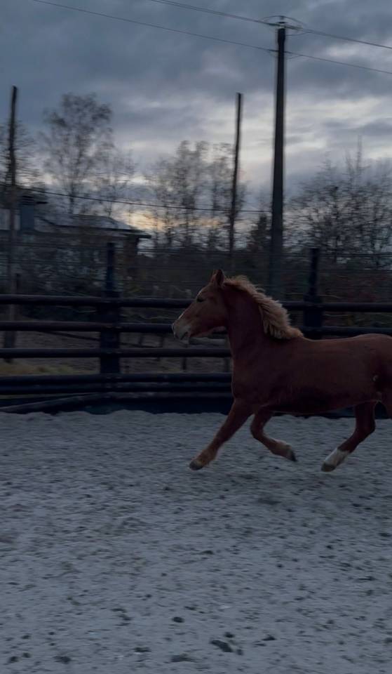 Cavalla Origine Non Constatata In vendita 2019 Sauro