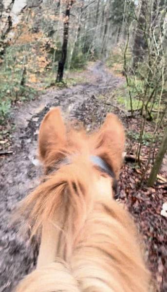 Cavalla Origine Non Constatata In vendita 2019 Sauro