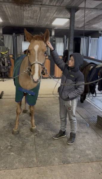 Cavalla Origine Non Constatata In vendita 2019 Sauro