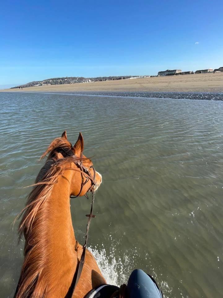 Castrone PFS Pony Francese da Sella In vendita 2015 Sauro