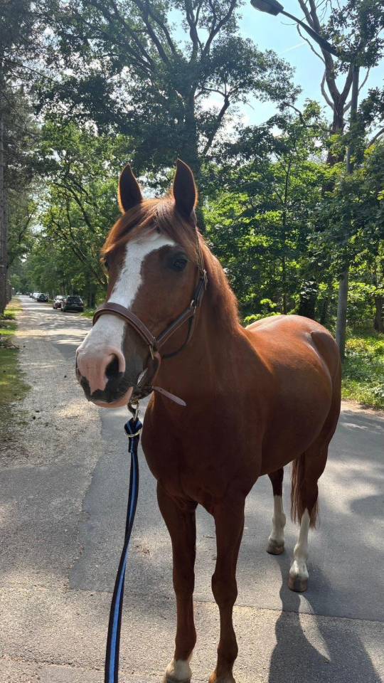 Castrone PFS Pony Francese da Sella In vendita 2015 Sauro