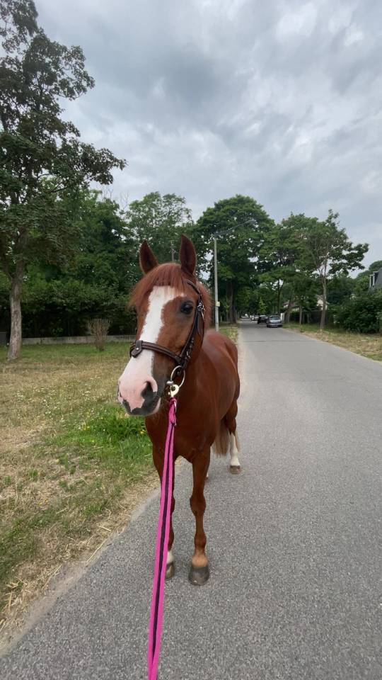 Castrone PFS Pony Francese da Sella In vendita 2015 Sauro