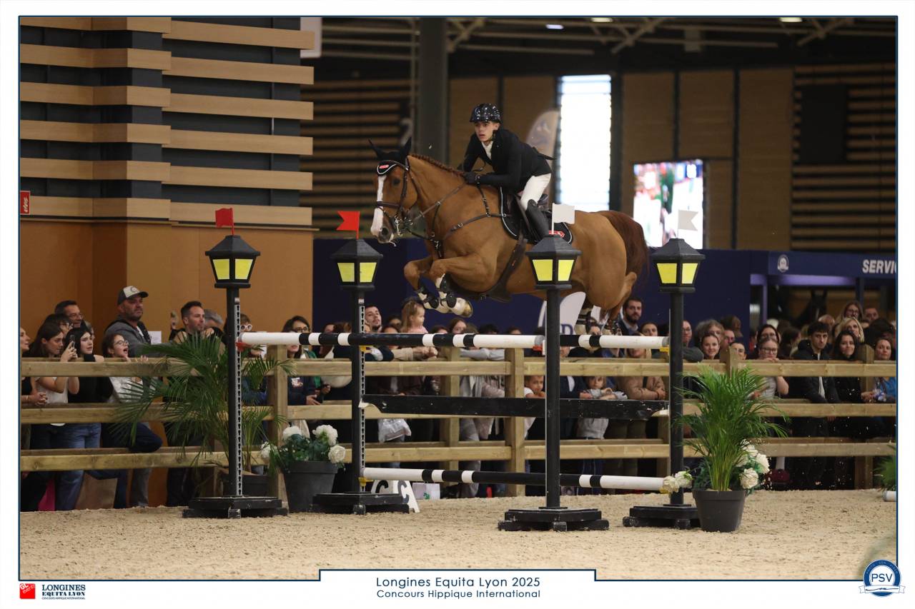 Castrone Sella Francese In vendita 2016 Sauro ,  EPSOM GESMERAY