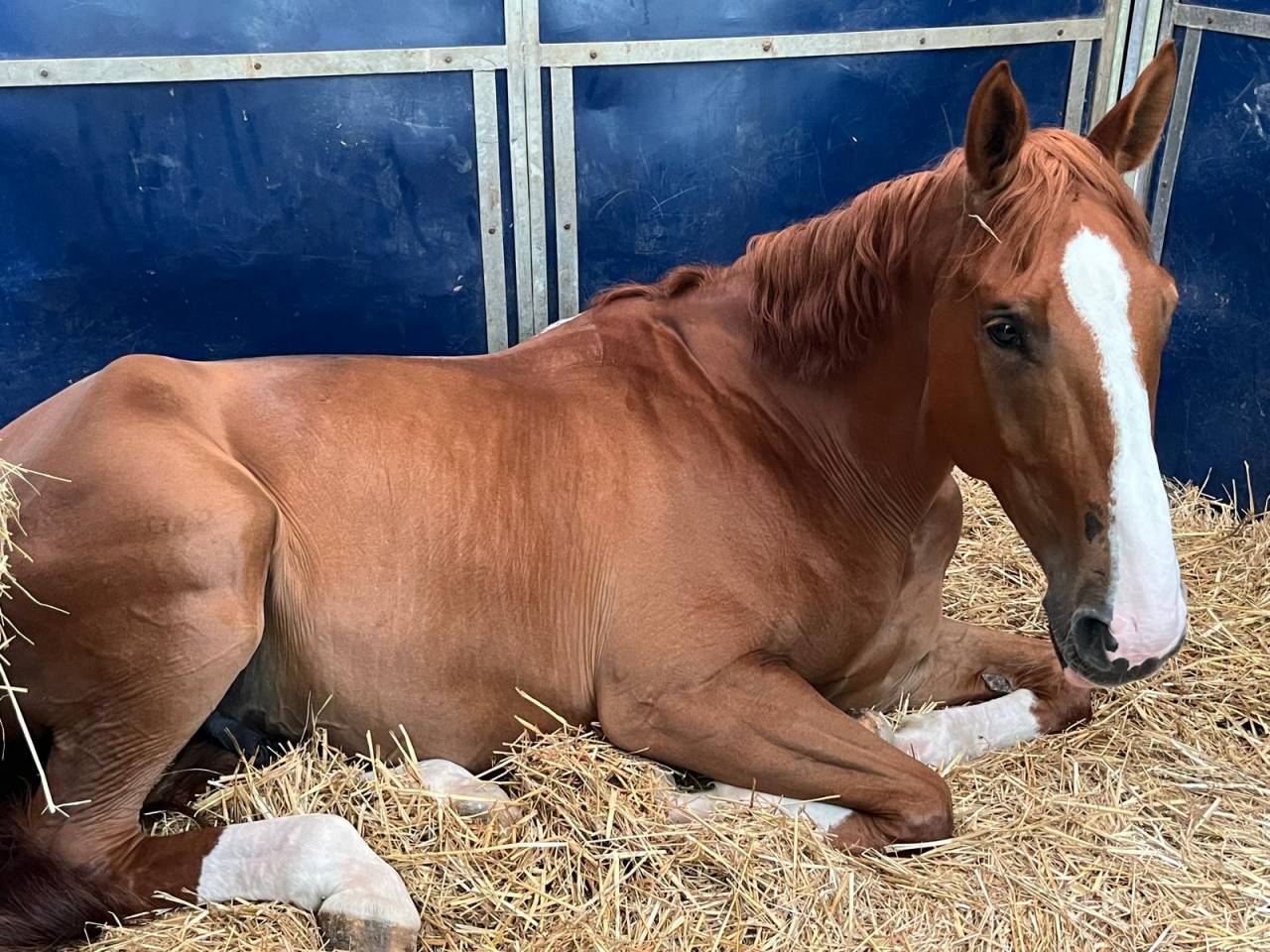 Castrone Sella Francese In vendita 2016 Sauro ,  EPSOM GESMERAY