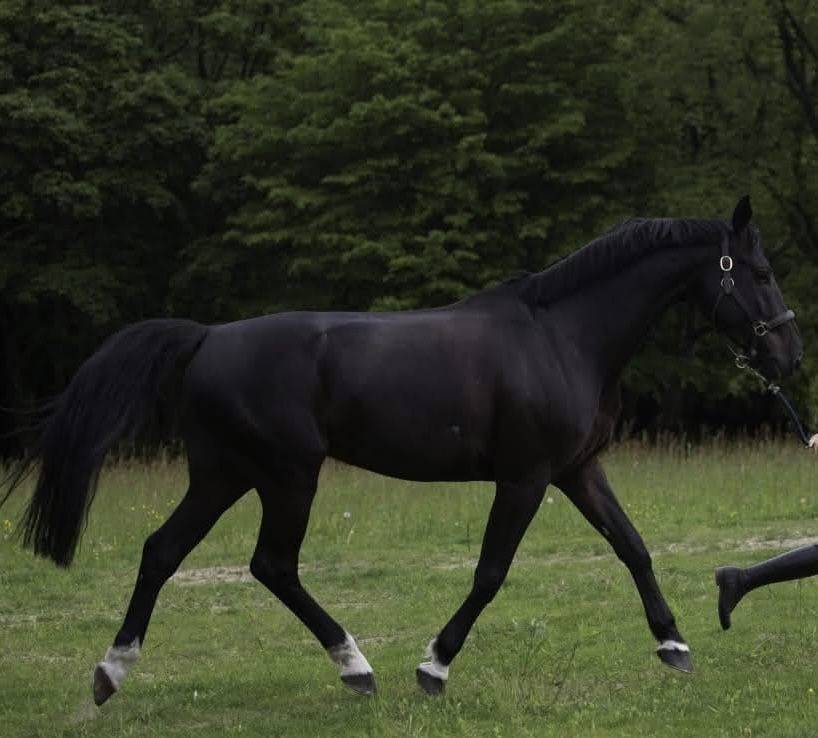 Castrone Sella Francese In vendita 2013 Nero