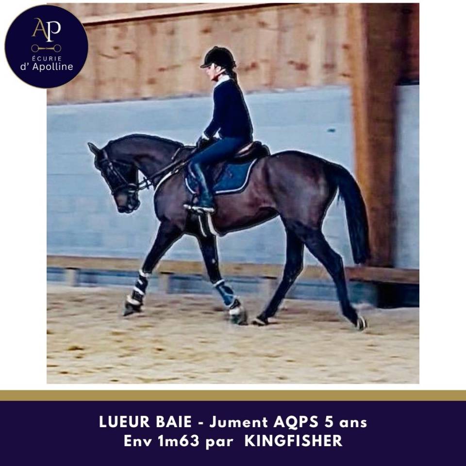 Cavalla AQPS In vendita 2021 Baio