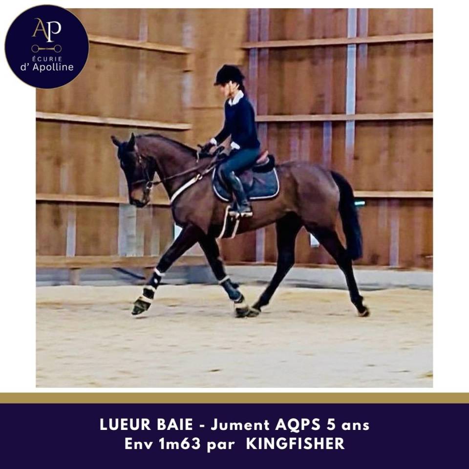 Cavalla AQPS In vendita 2021 Baio