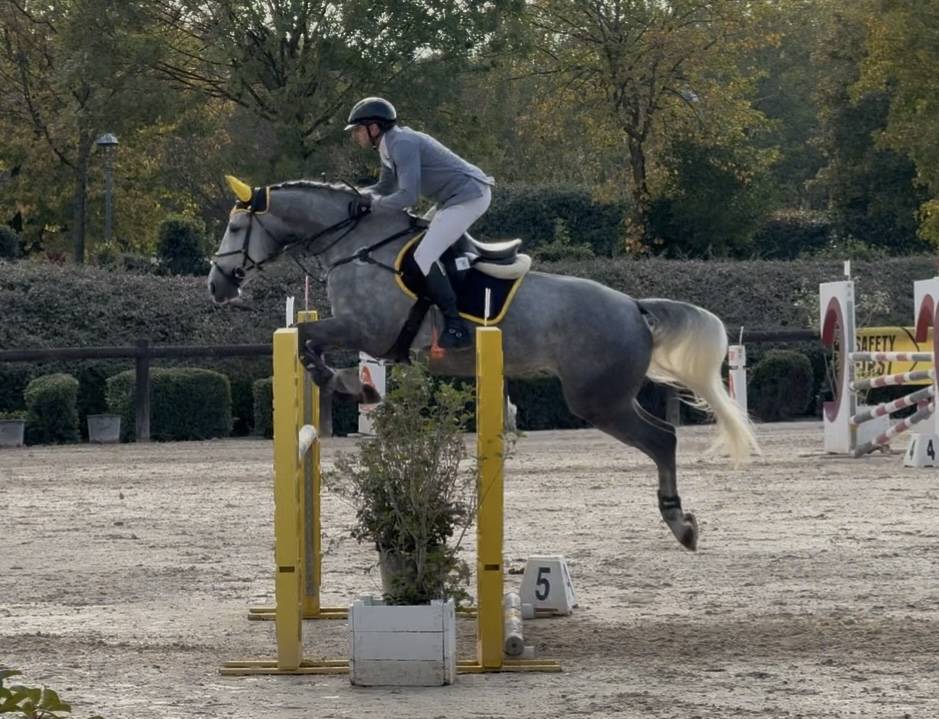 Cavalla italiana da salto di 6 anni