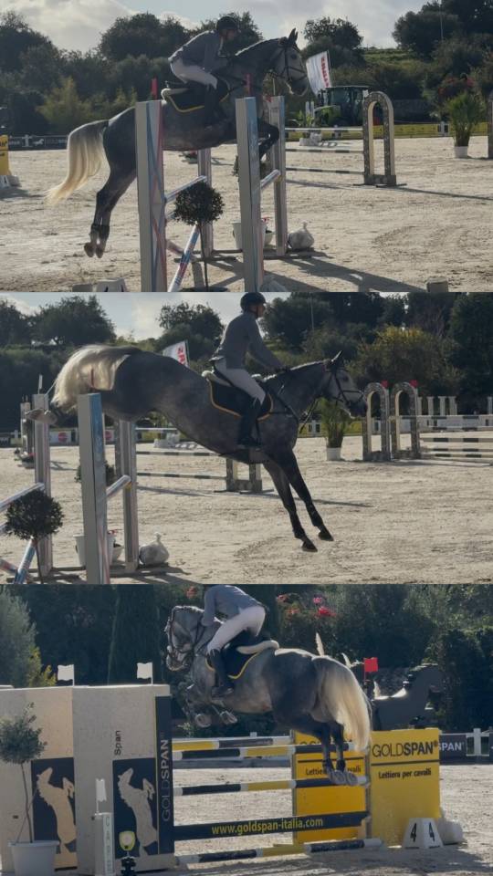 Cavalla italiana da salto di 6 anni