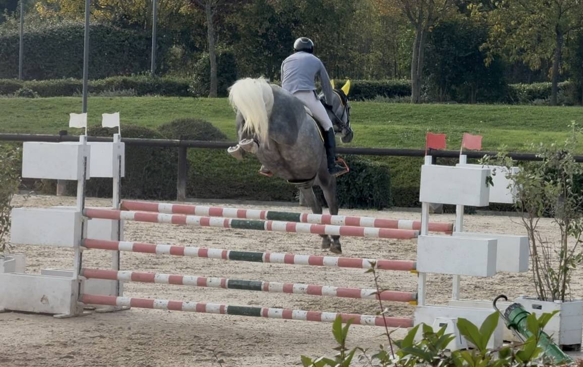 Cavalla italiana da salto di 6 anni