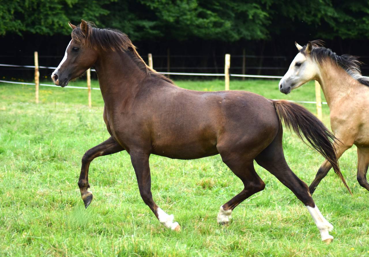 Cavalla Welsh Poney (Sezione B) In vendita 2021 Sauro brul&eacute;