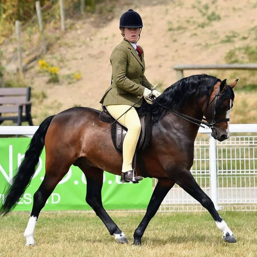 Cavalla Welsh Poney (Sezione B) In vendita 2021 Sauro brul&eacute;