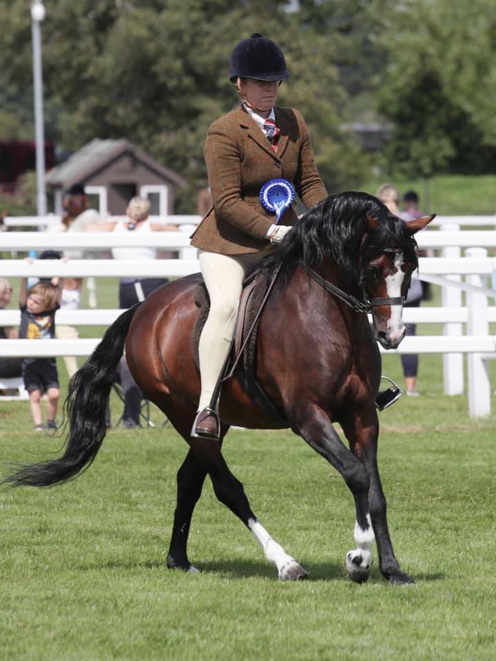 Cavalla Welsh Poney (Sezione B) In vendita 2021 Sauro brul&eacute;