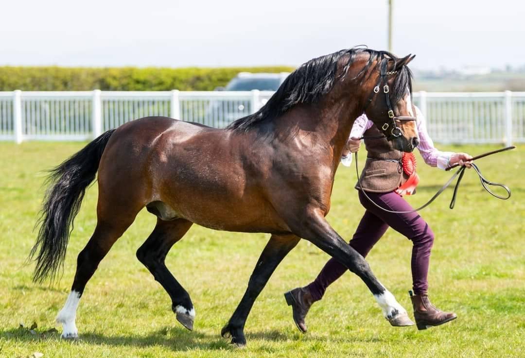 Cavalla Welsh Poney (Sezione B) In vendita 2021 Sauro brul&eacute;