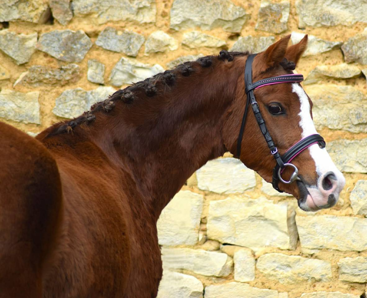 Cavalla Welsh Poney (Sezione B) In vendita 2021 Sauro brul&eacute;