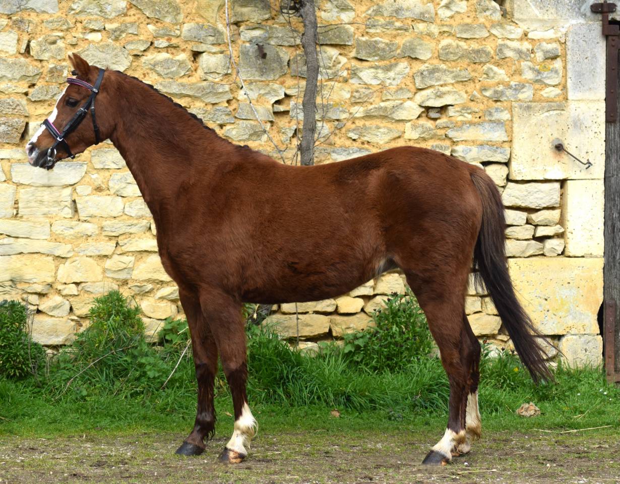 Cavalla Welsh Poney (Sezione B) In vendita 2021 Sauro brul&eacute;