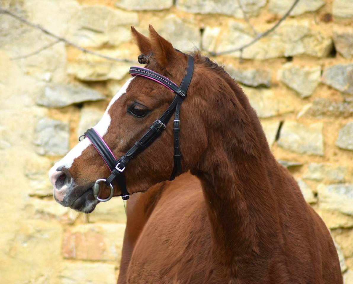 Cavalla Welsh Poney (Sezione B) In vendita 2021 Sauro brul&eacute;