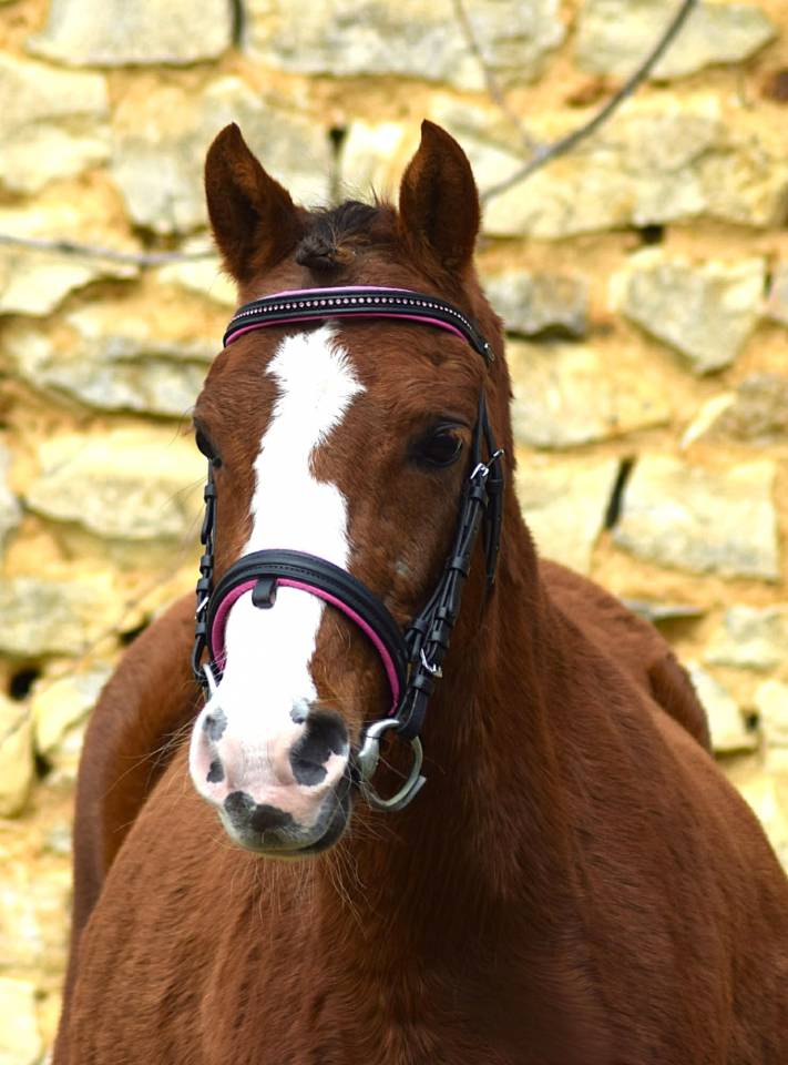 Cavalla Welsh Poney (Sezione B) In vendita 2021 Sauro brul&eacute;