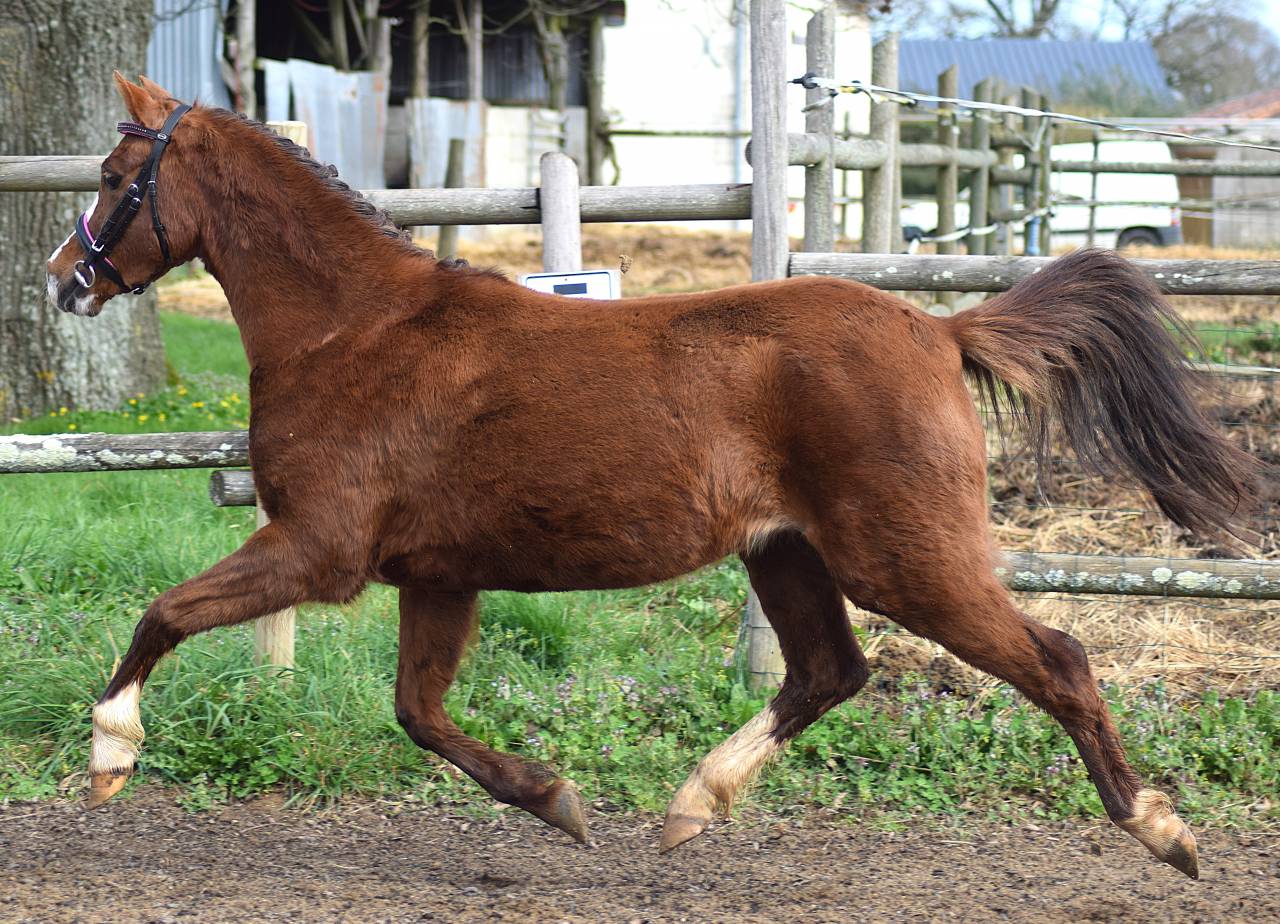 Cavalla Welsh Poney (Sezione B) In vendita 2021 Sauro brul&eacute;