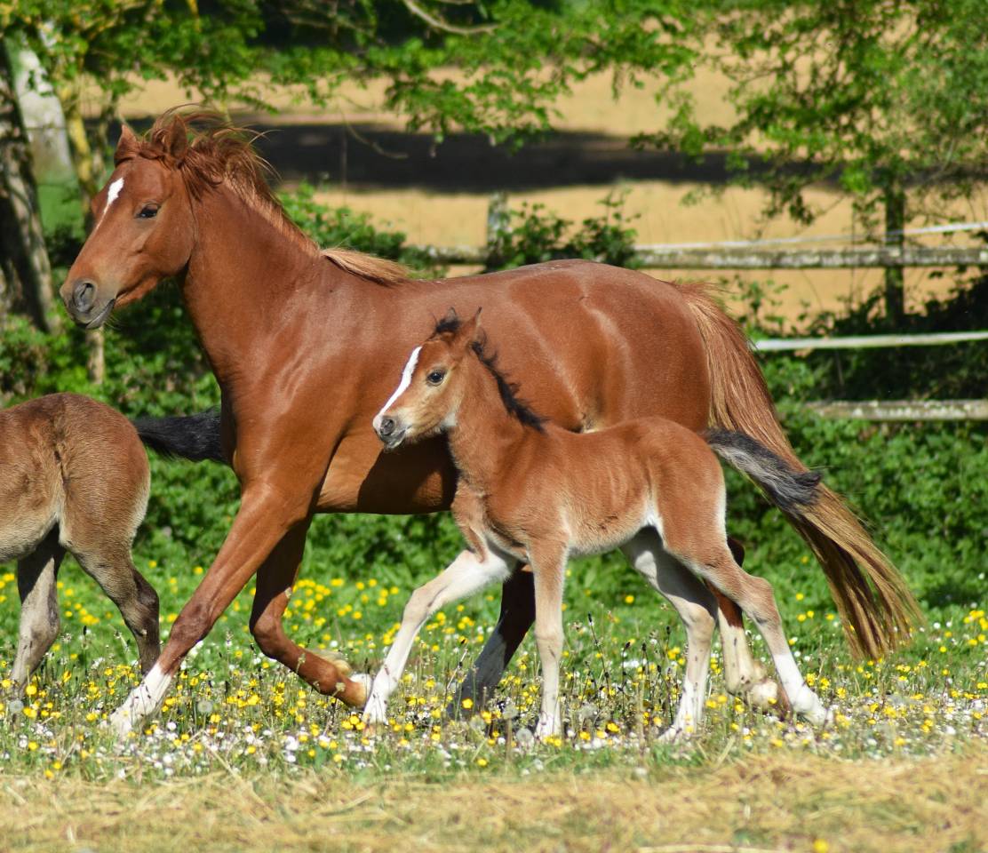 Cavalla Welsh Poney (Sezione B) In vendita 2022 Sauro