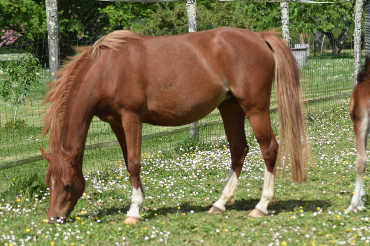 Cavalla Welsh Poney (Sezione B) In vendita 2022 Sauro