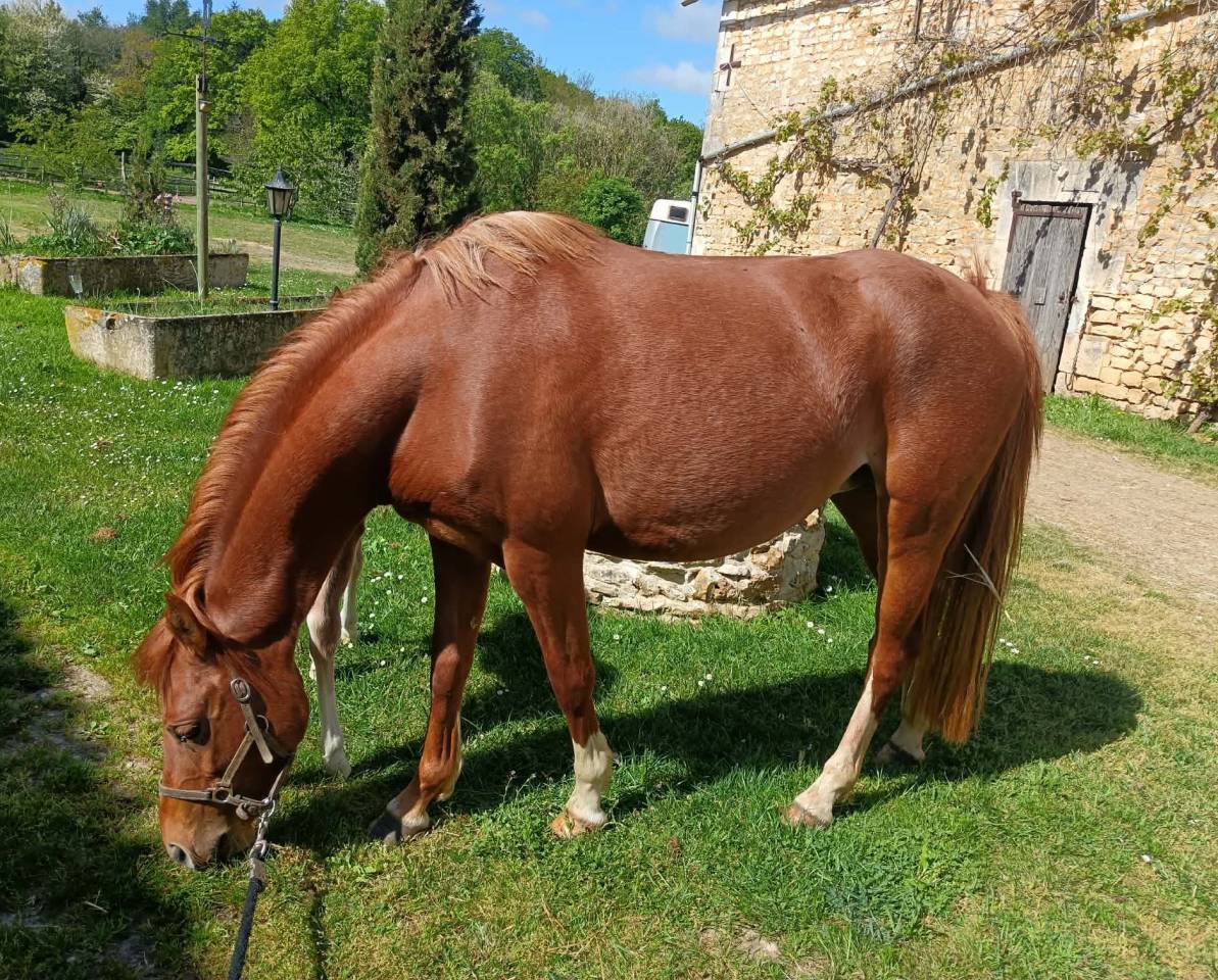 Cavalla Welsh Poney (Sezione B) In vendita 2022 Sauro