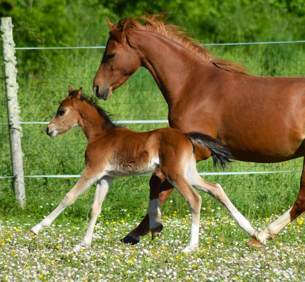Cavalla Welsh Poney (Sezione B) In vendita 2022 Sauro