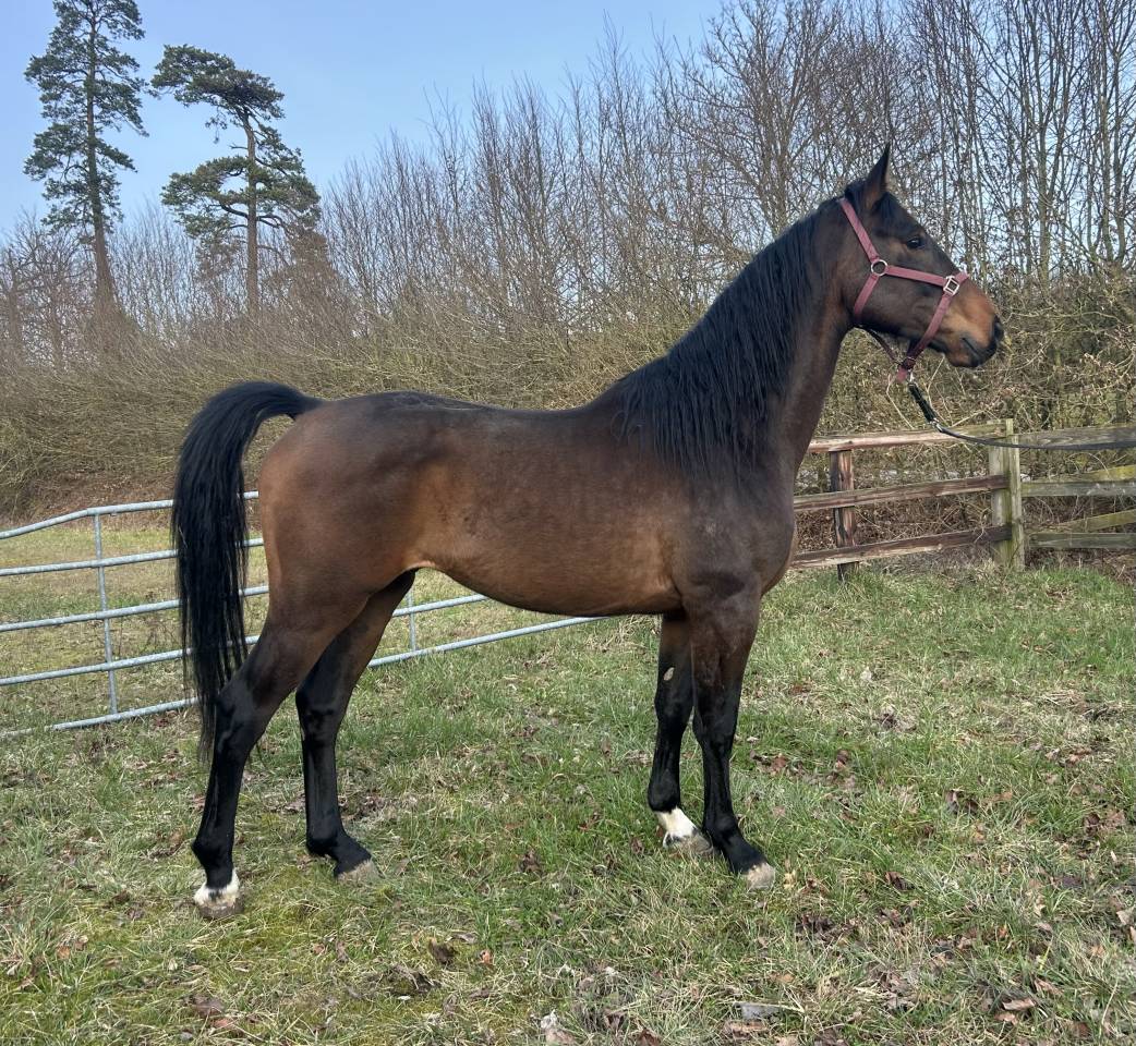 Castrone Origine non conosciuta  In vendita 2022 Baio