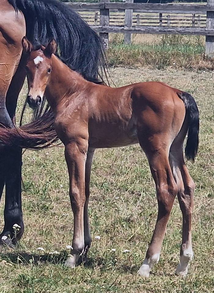 Castrone Zangersheide In vendita 2025 Baio
