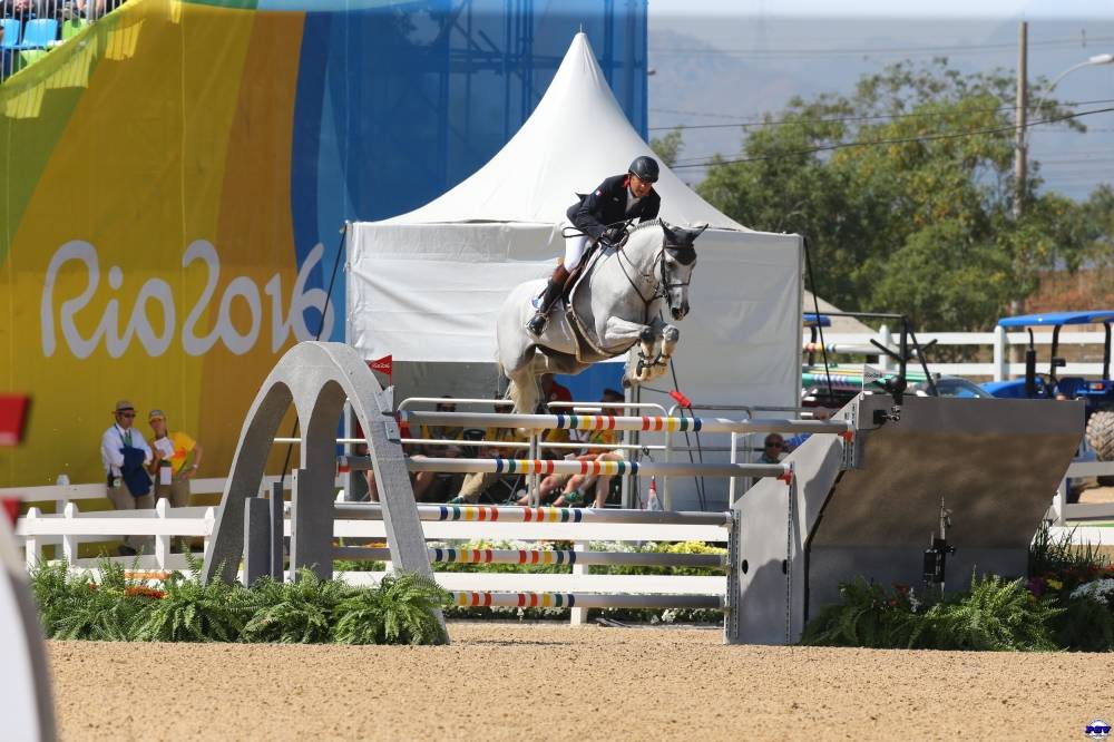 Castrone Zangersheide In vendita 2025 Baio