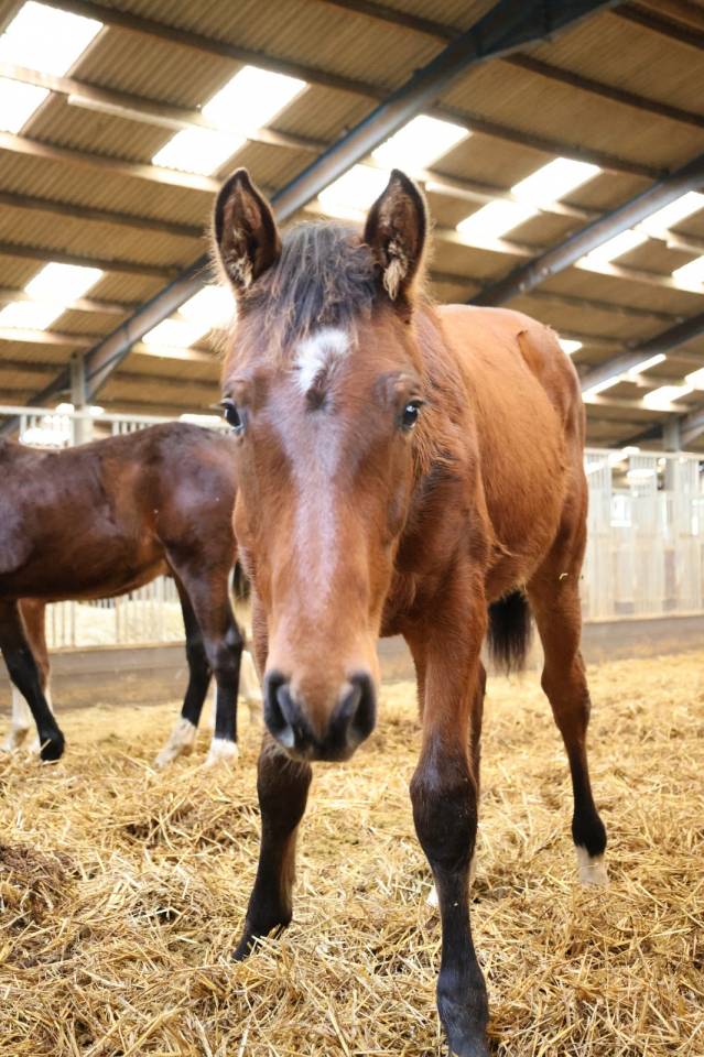 Castrone Zangersheide In vendita 2025 Baio
