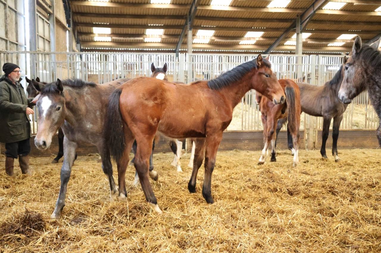 Castrone Zangersheide In vendita 2025 Baio