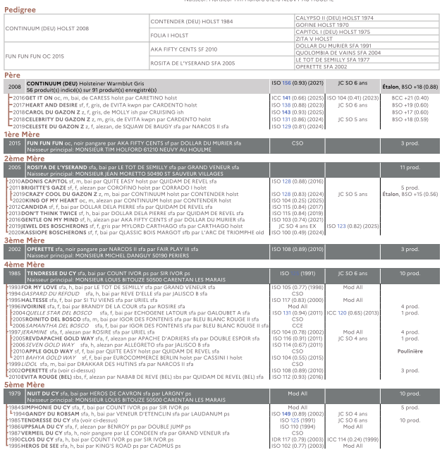Puledro Origine non conosciuta  In vendita 2025 Baio