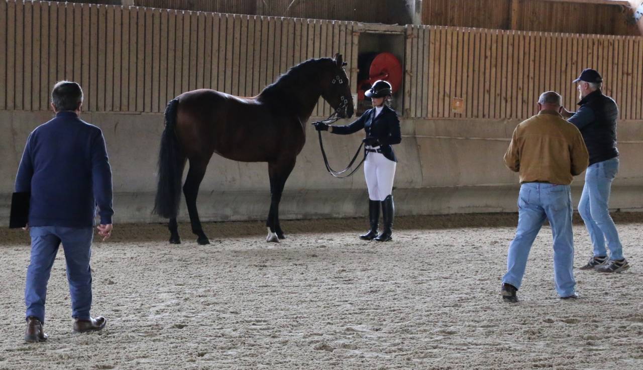 Stallone Lusitano In vendita 2018 Baio ,  Bailarico da Broa