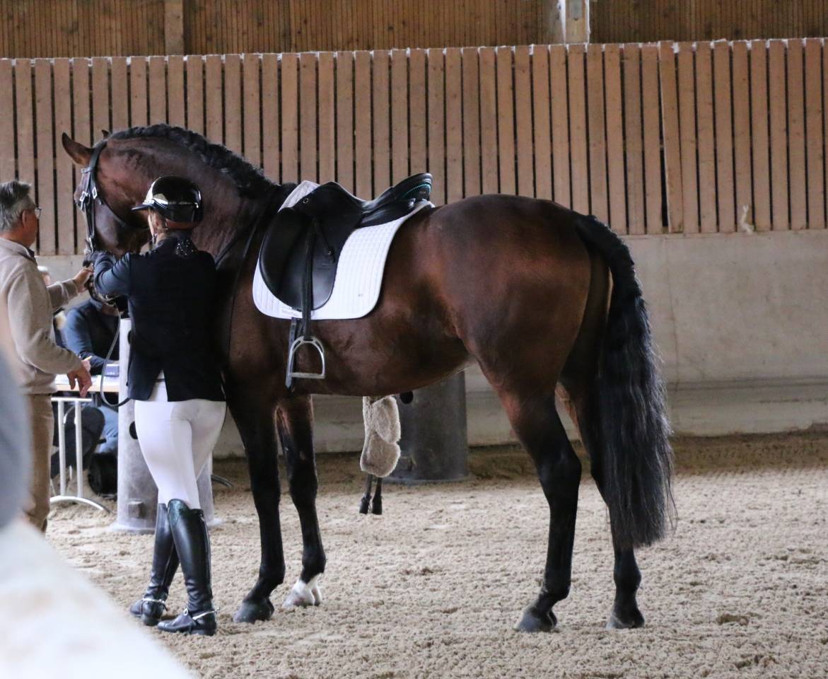 Stallone Lusitano In vendita 2018 Baio ,  Bailarico da Broa