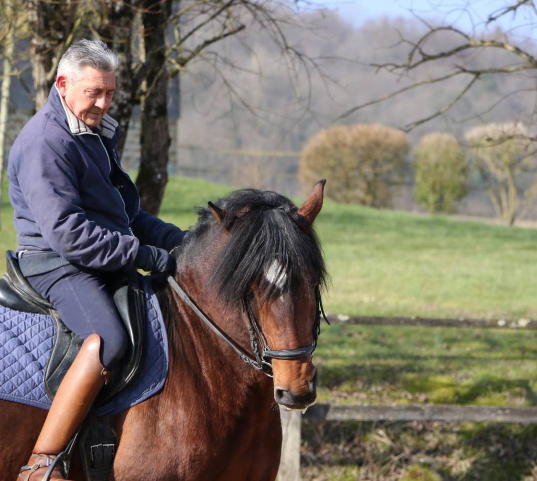 Stallone Lusitano In vendita 2018 Baio ,  Bailarico da Broa