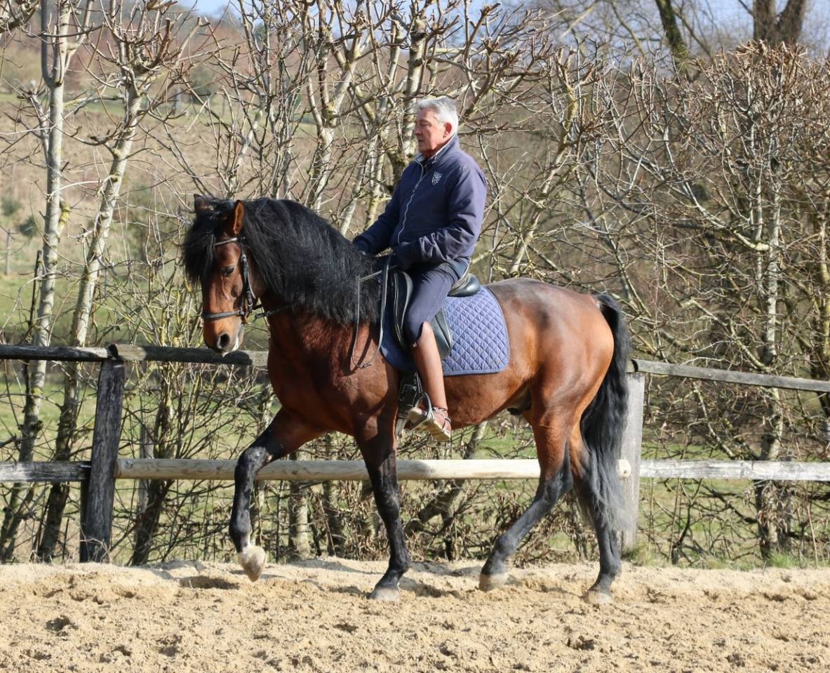 Stallone Lusitano In vendita 2018 Baio ,  Bailarico da Broa