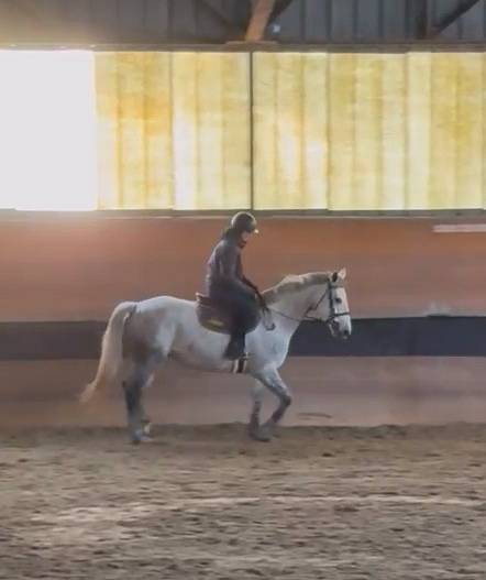 Fattrice Sella Francese In vendita 2018 Grigio ,  Valmy de la Lande