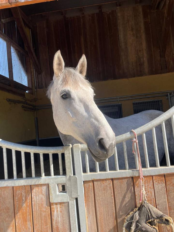 Fattrice Sella Francese In vendita 2018 Grigio ,  Valmy de la Lande