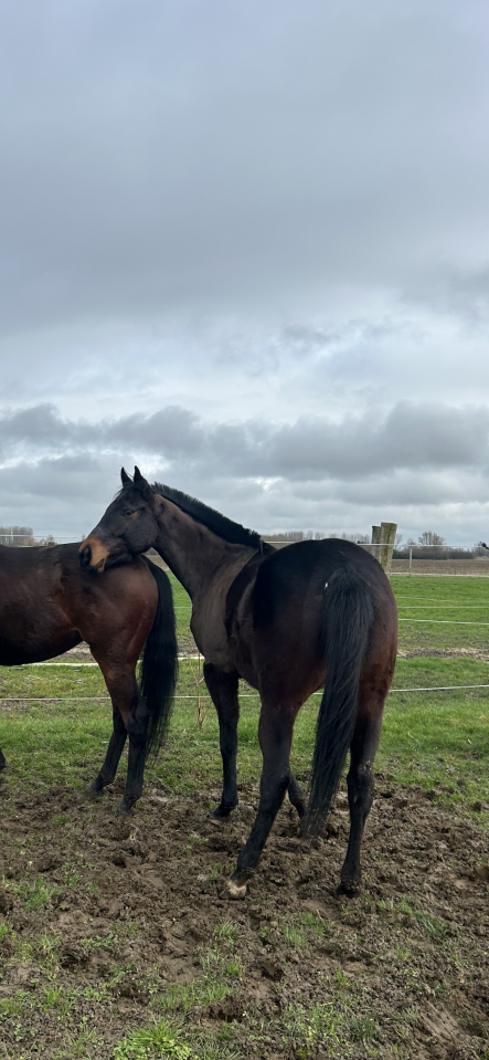 Castrone Purosangue Inglese In vendita 2022 Baio scuro