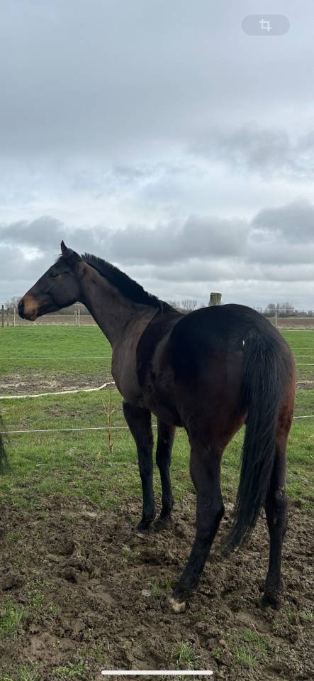 Castrone Purosangue Inglese In vendita 2022 Baio scuro