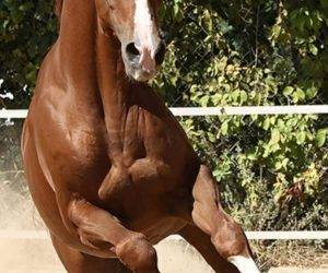 Castrone CDE Caballo Deporte Espanol In vendita 2016 Sauro