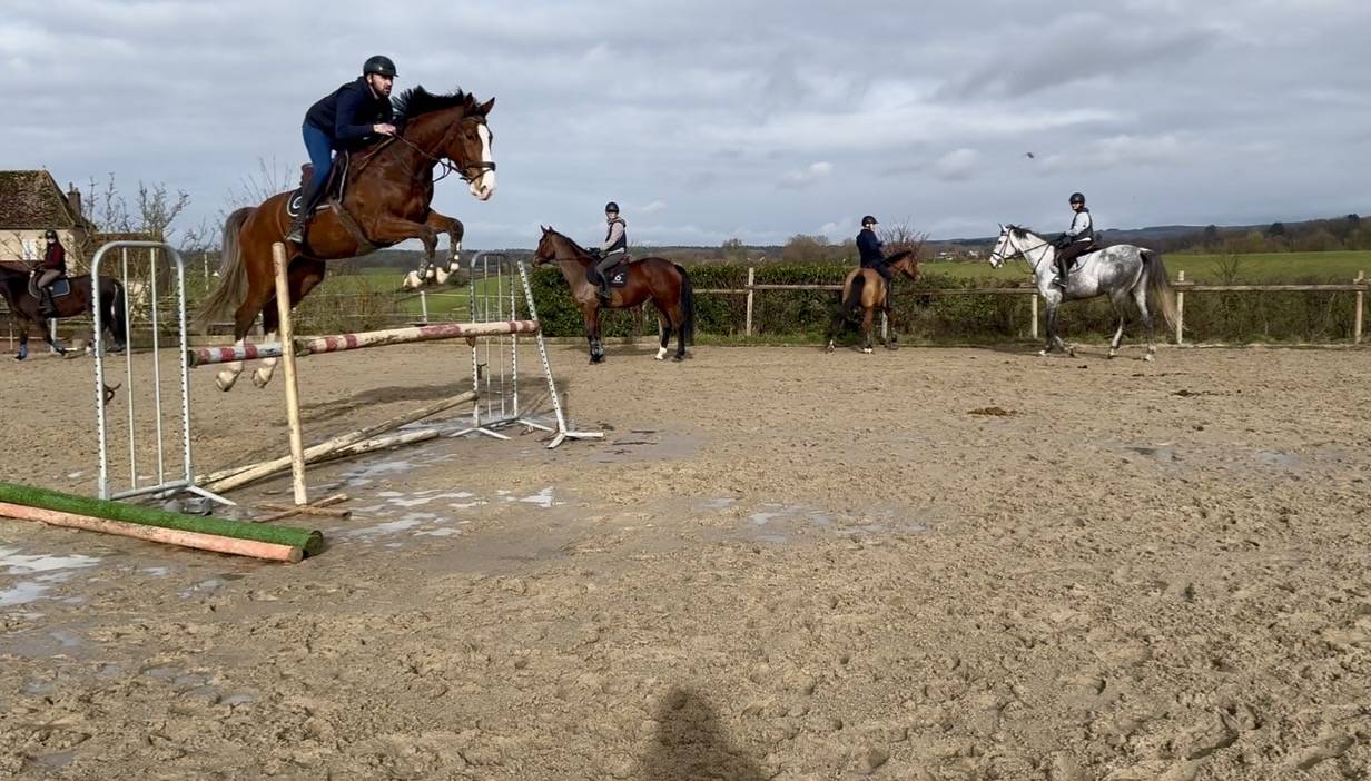Castrone Cavallo da Sella In vendita 2020 Baio
