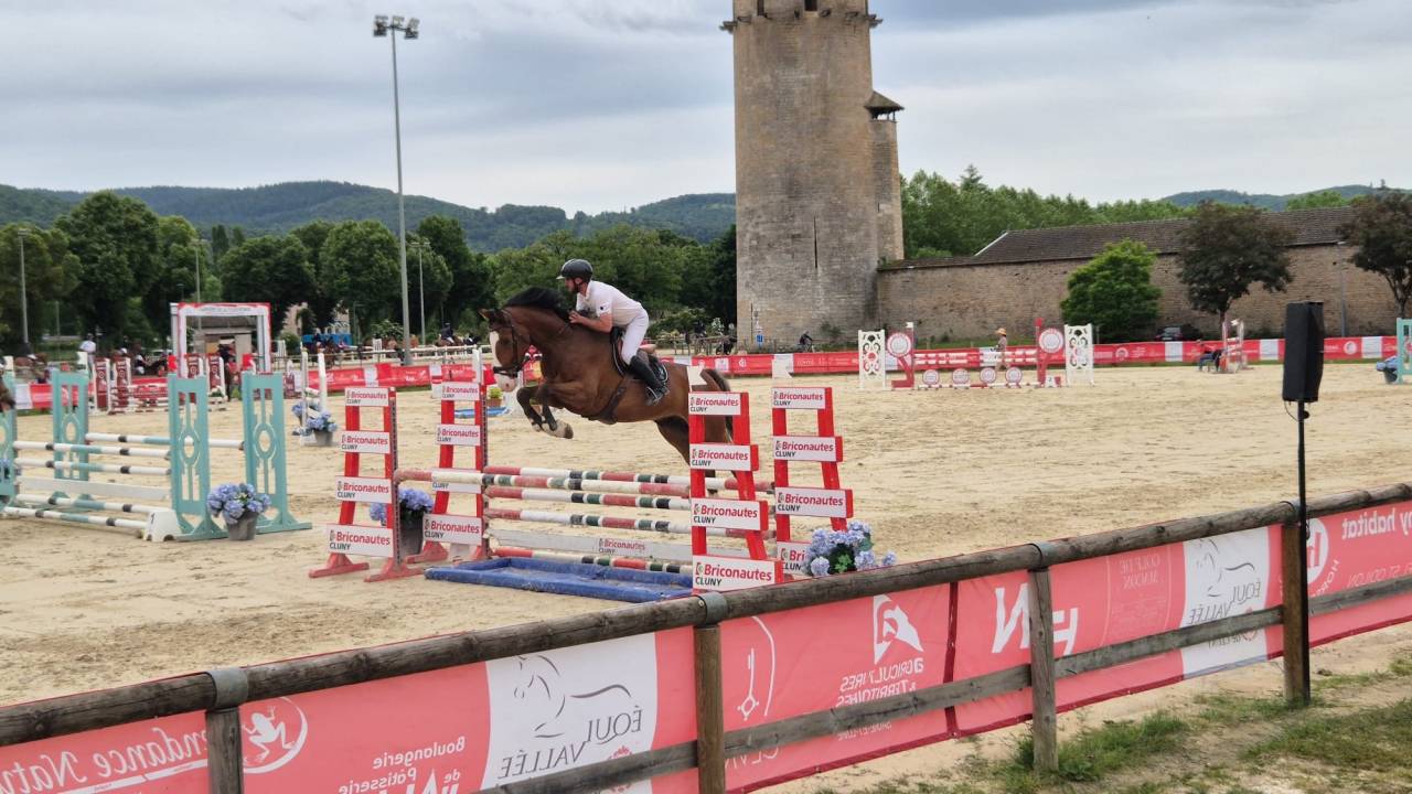 Castrone Cavallo da Sella In vendita 2020 Baio