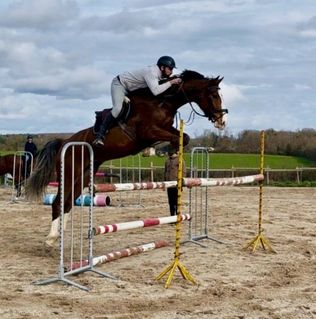 Castrone Cavallo da Sella In vendita 2020 Baio